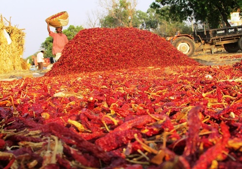 India`s Red Chilli Acreage Declines Due to Low Prices & High Stocks by Amit Gupta, Kedia Advisory